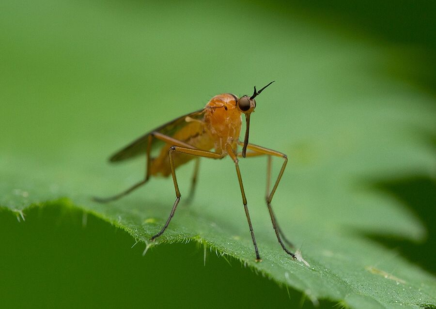 Empis stercorea