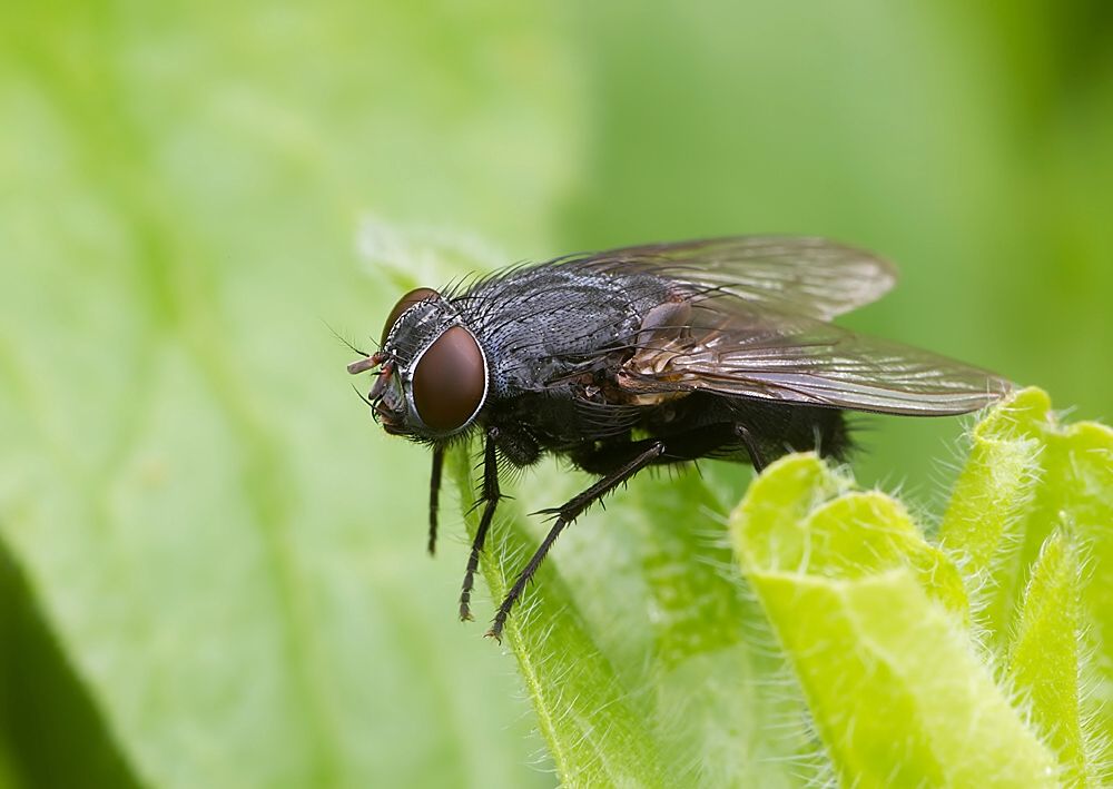 Muscina pascuorum
