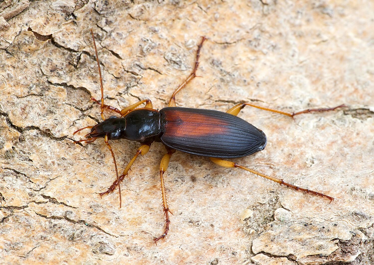 Dolichus halensis