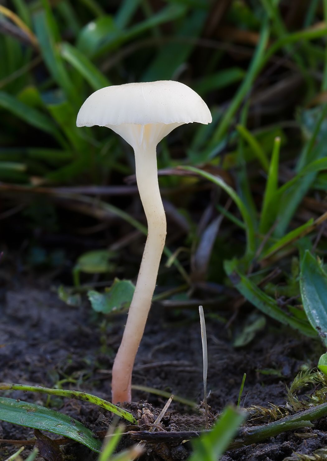 Hygrocybe russocoriacea