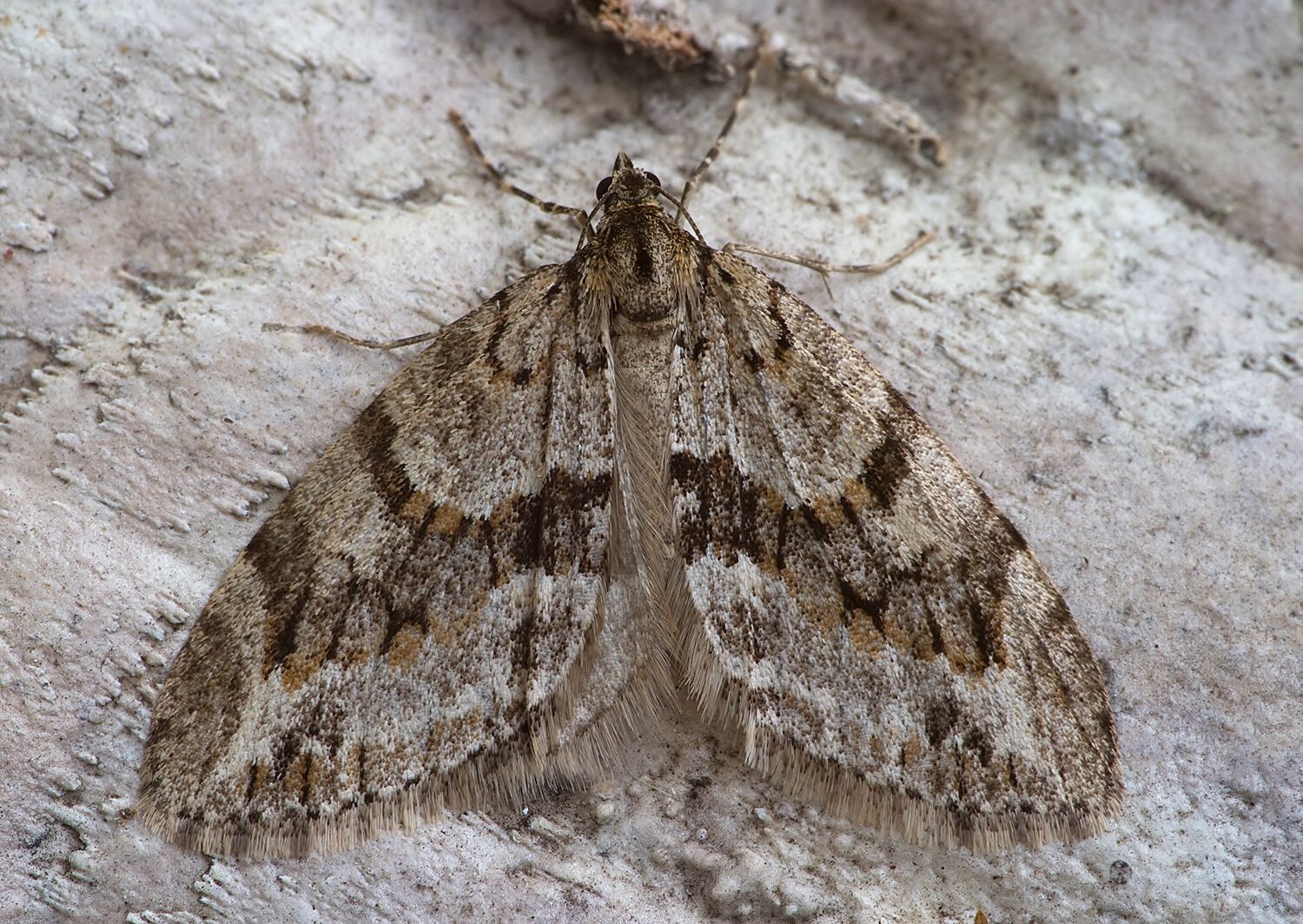Trichopteryx polycommata