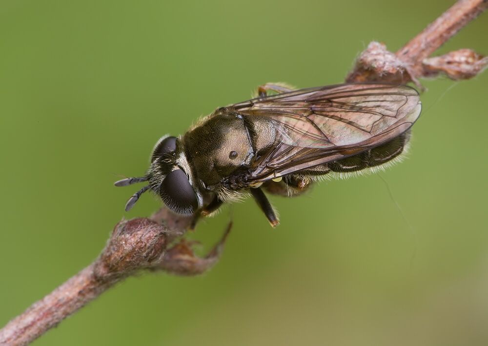 Pipizella virens
