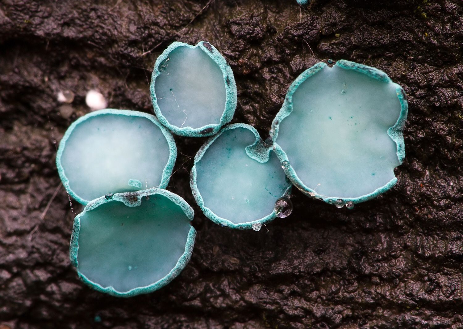 Chlorociboria aeruginosa