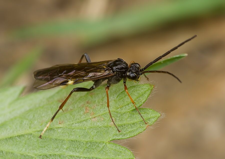 Tenthredopsis scutellaris cf.