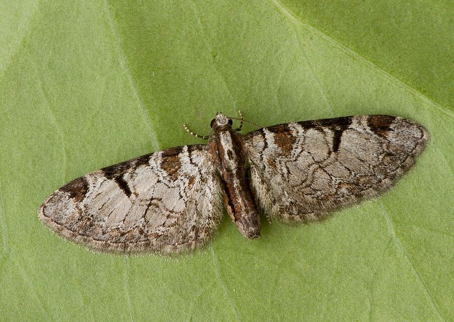 Eupithecia insigniata