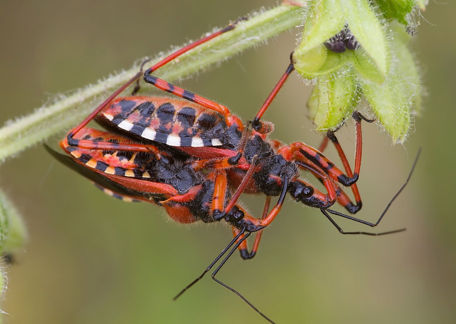 Rhynocoris iracundus