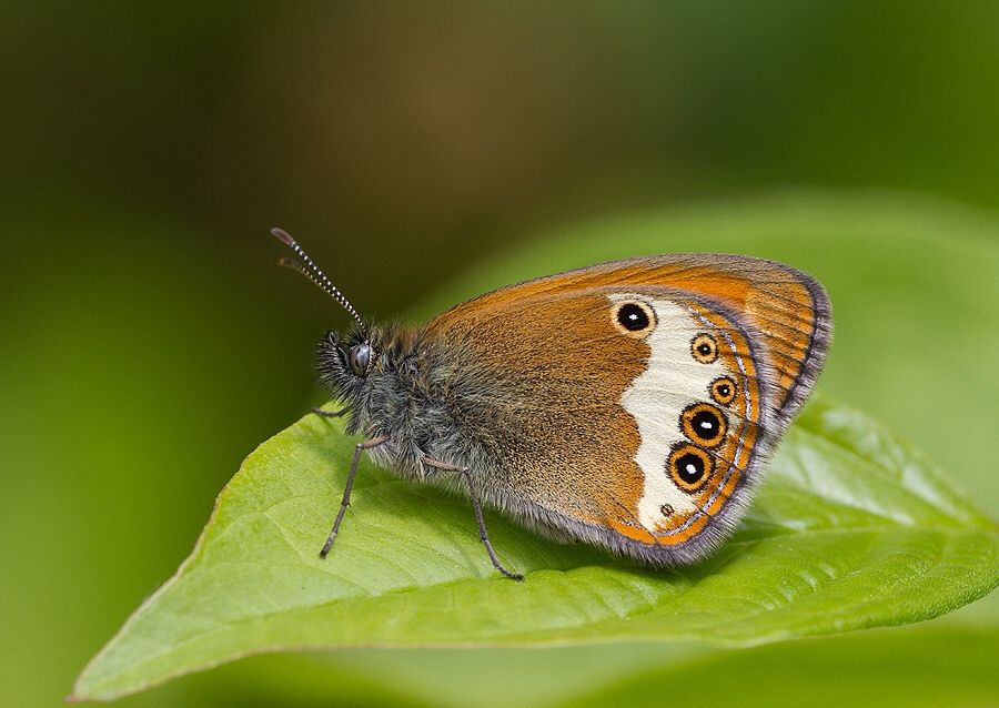 Coenonympha arcania