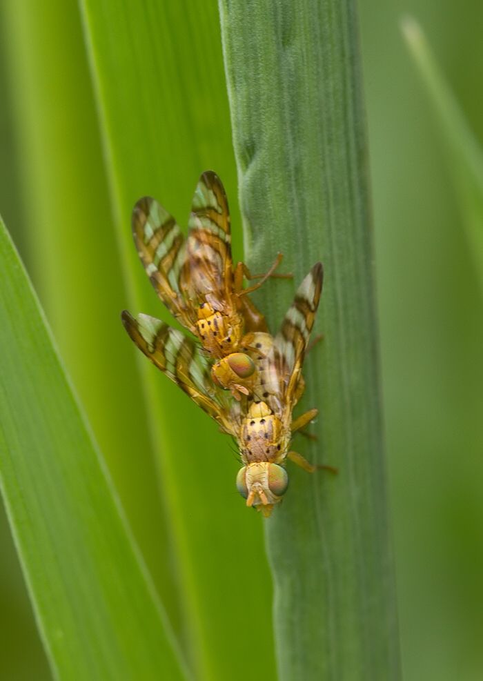 Orellia falcata