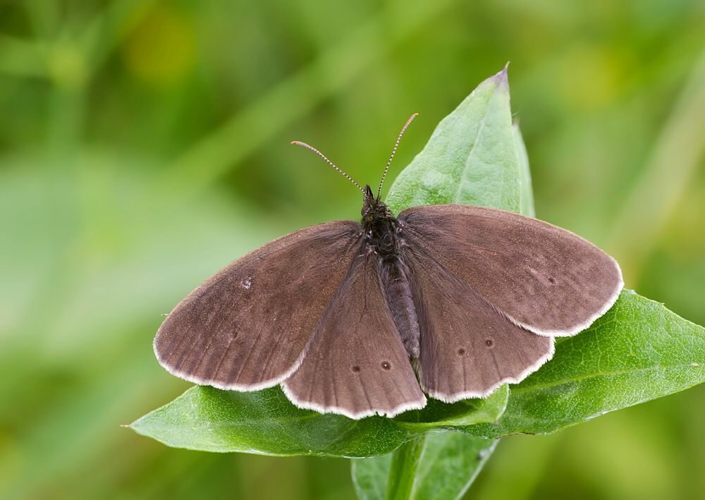 Aphantopus hyperantus
