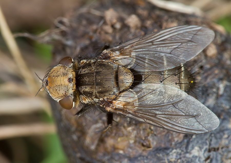 Gonia foersteri