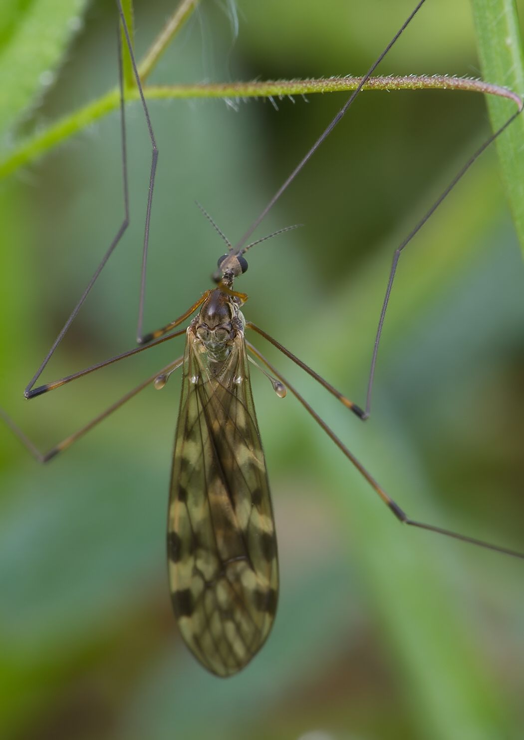 Metalimnobia quadrimaculata