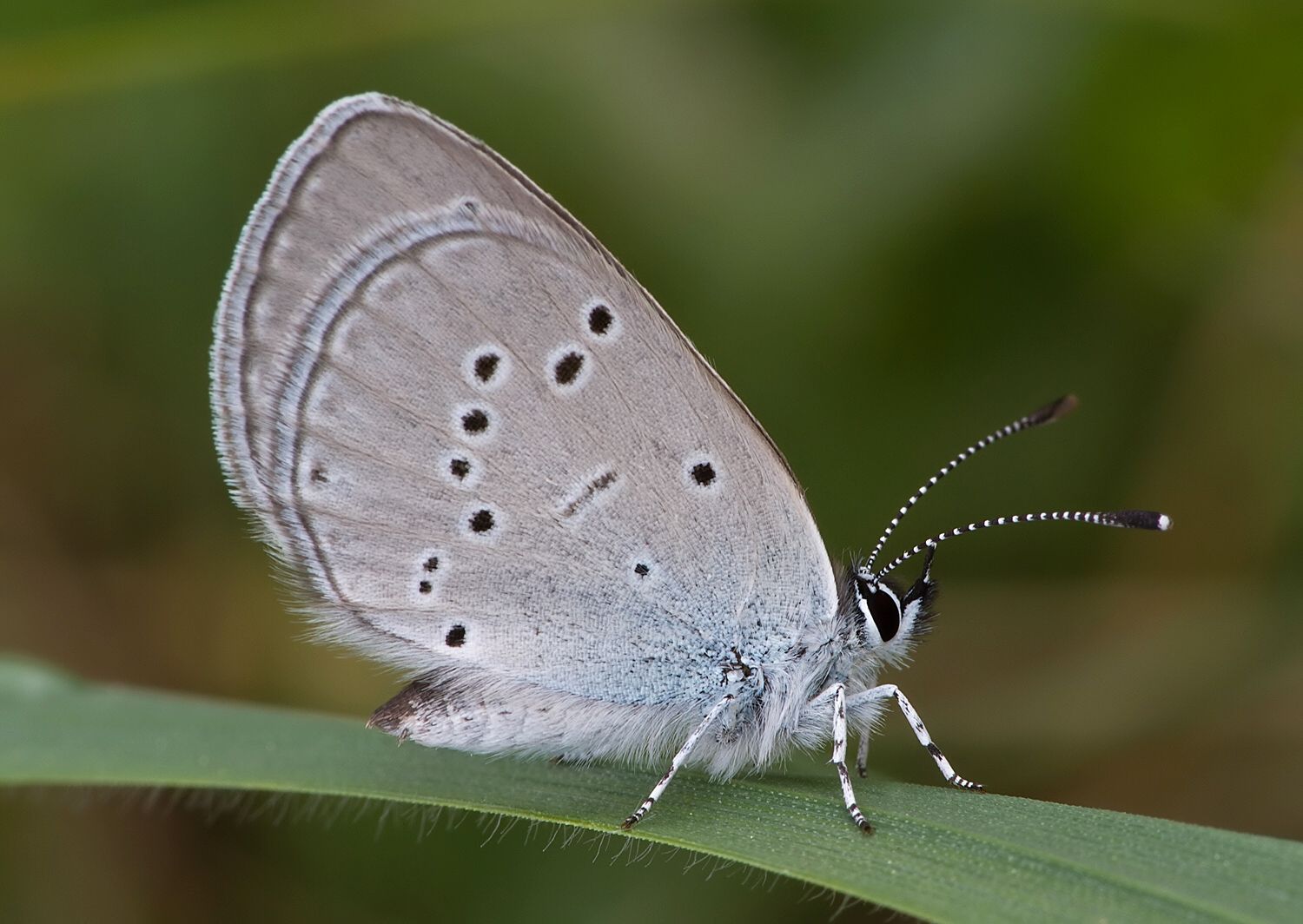 Cupido minimus