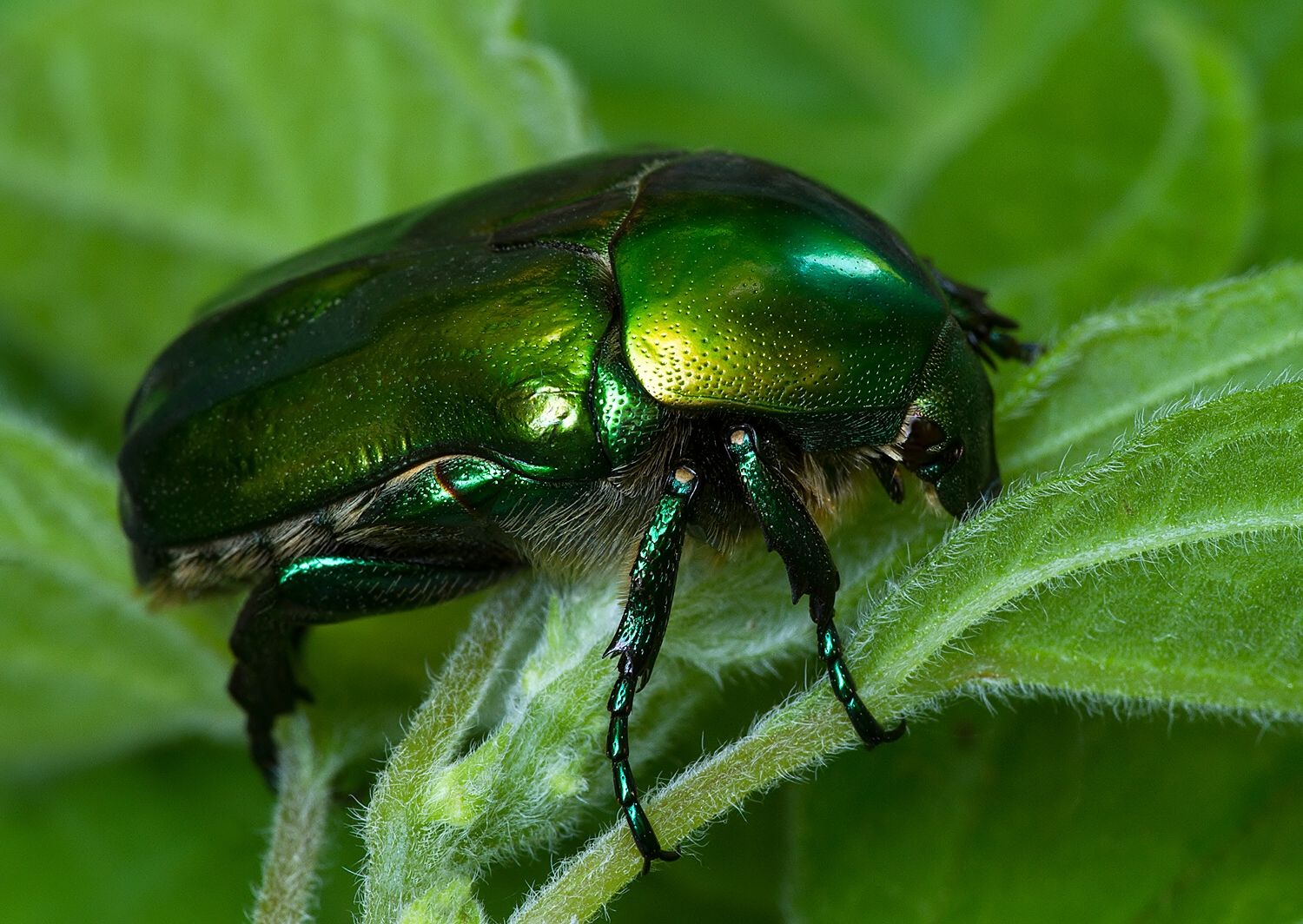 Protaetia aeruginosa