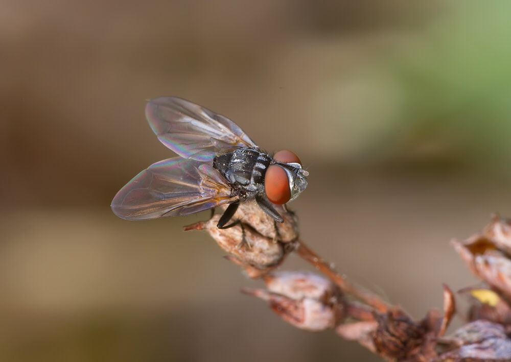 Phasia obesa