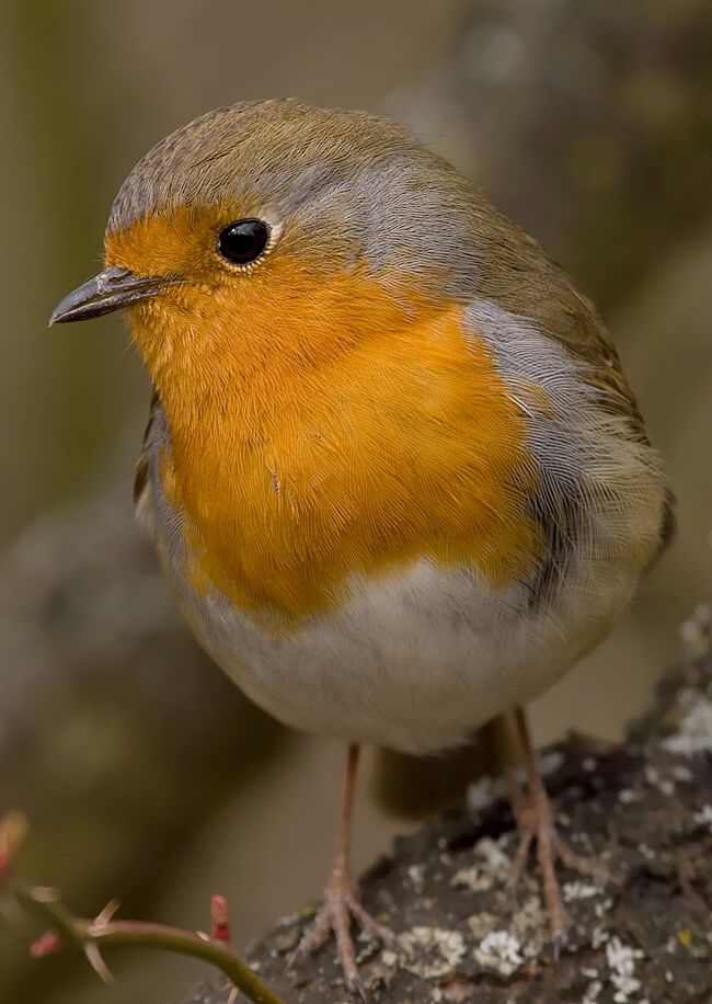 Erithacus rubecula (červienka obyčajná)