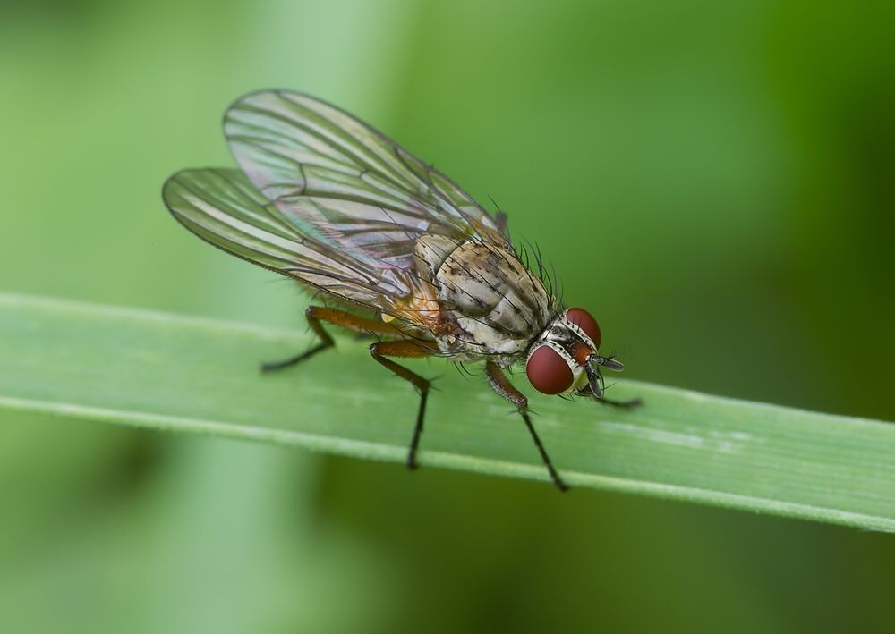 Hylemya nigrimana