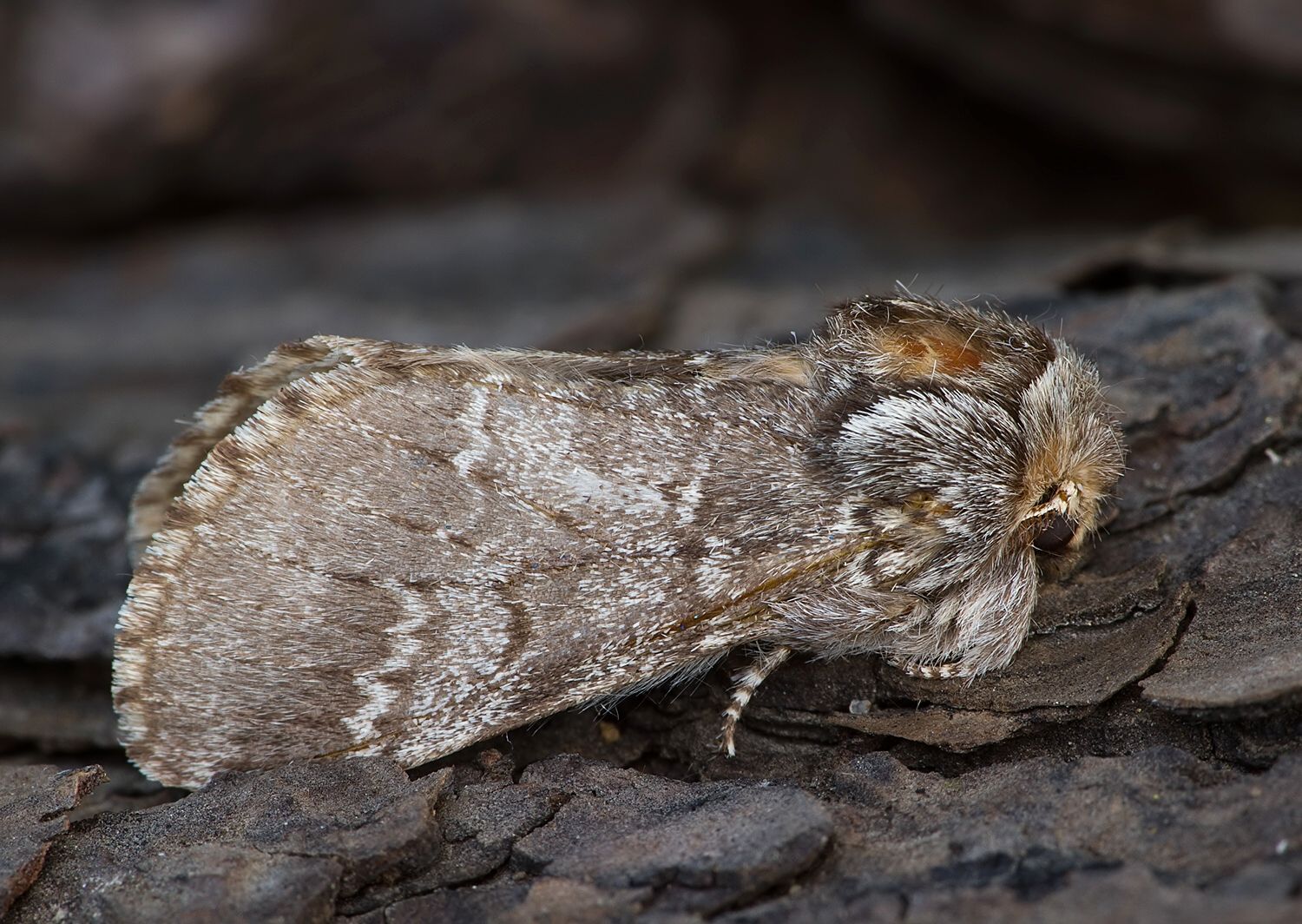 Drymonia ruficornis