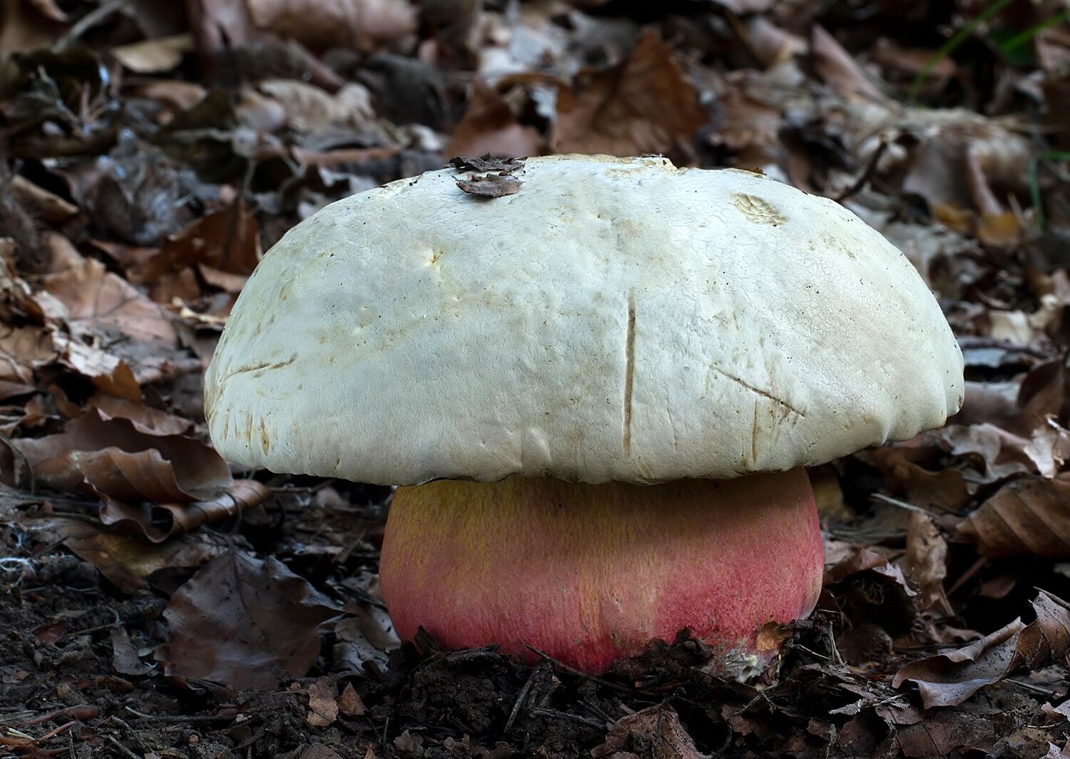 Boletus satanas
