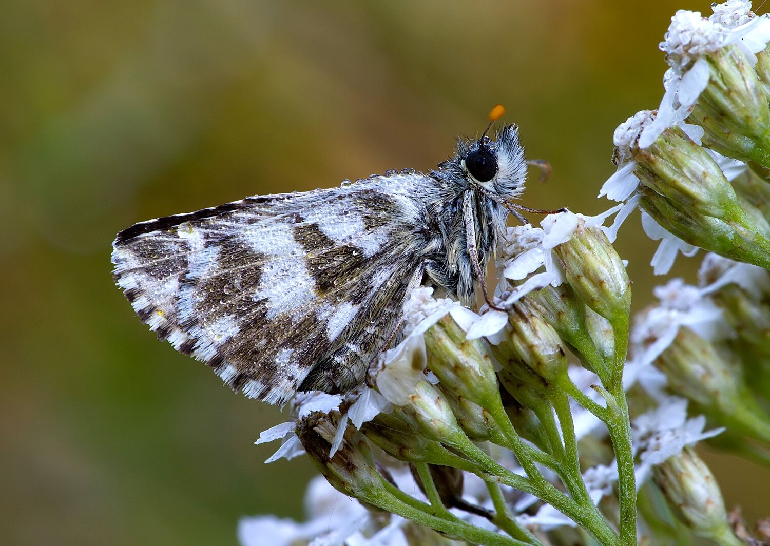 Pyrgus alveus