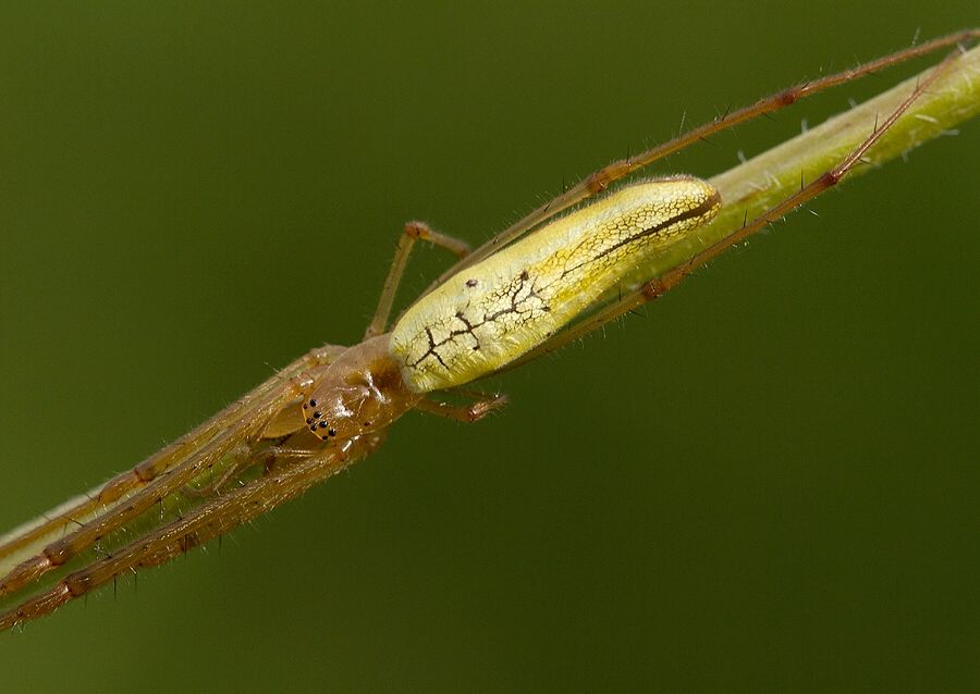 Tetragnatha cf. extensa