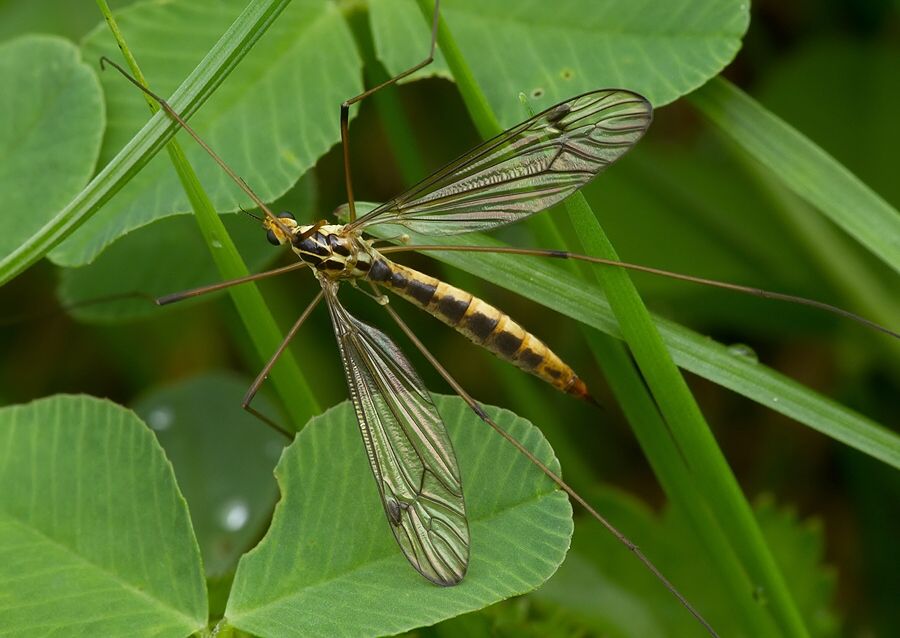 Nephrotoma appendiculata