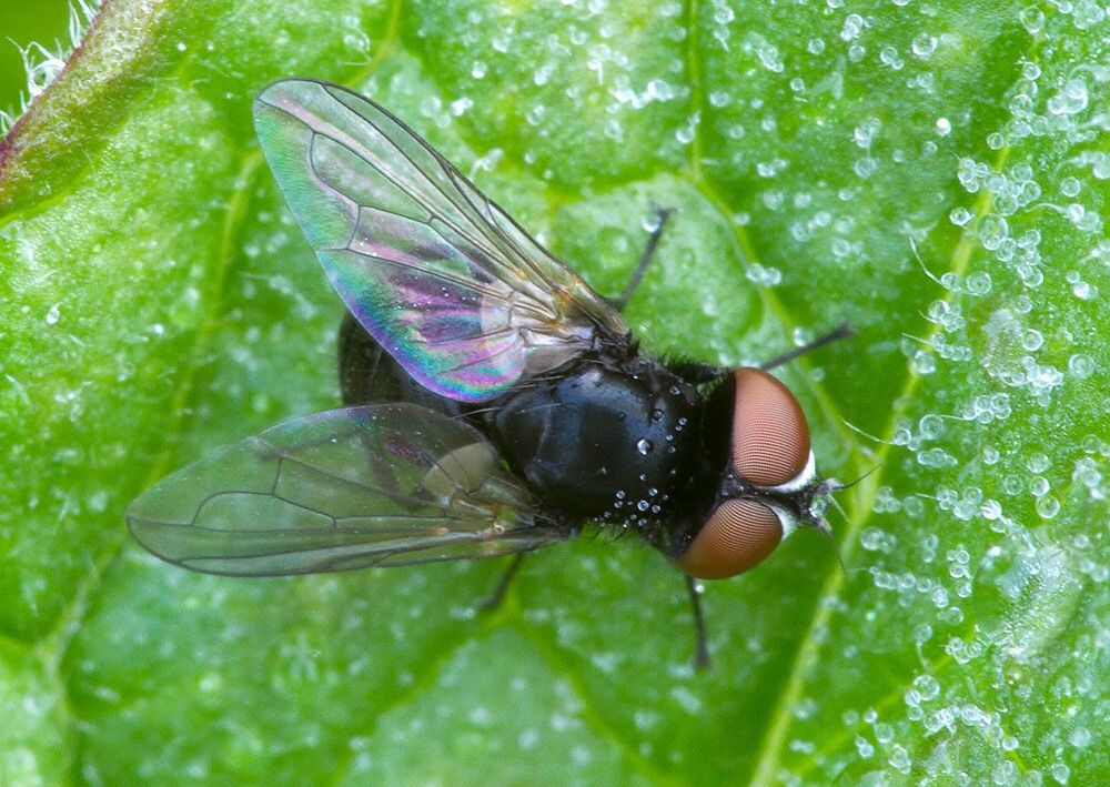 Cistogaster globosa