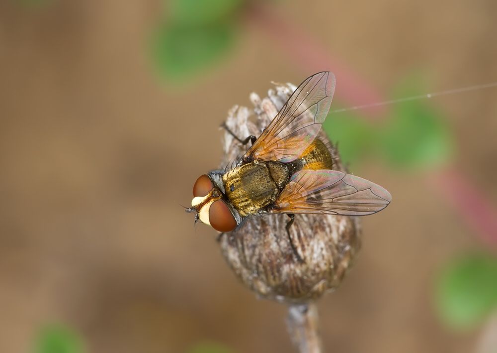 Eliozeta pellucens