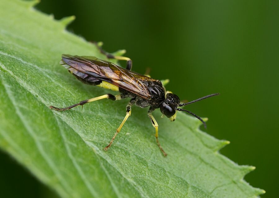 Tenthredo temula