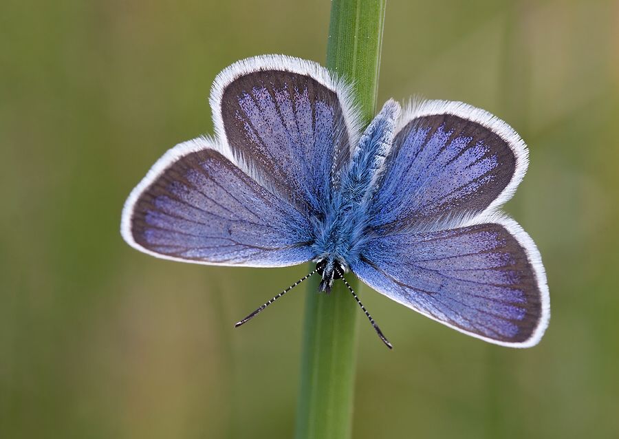 Plebeius argus