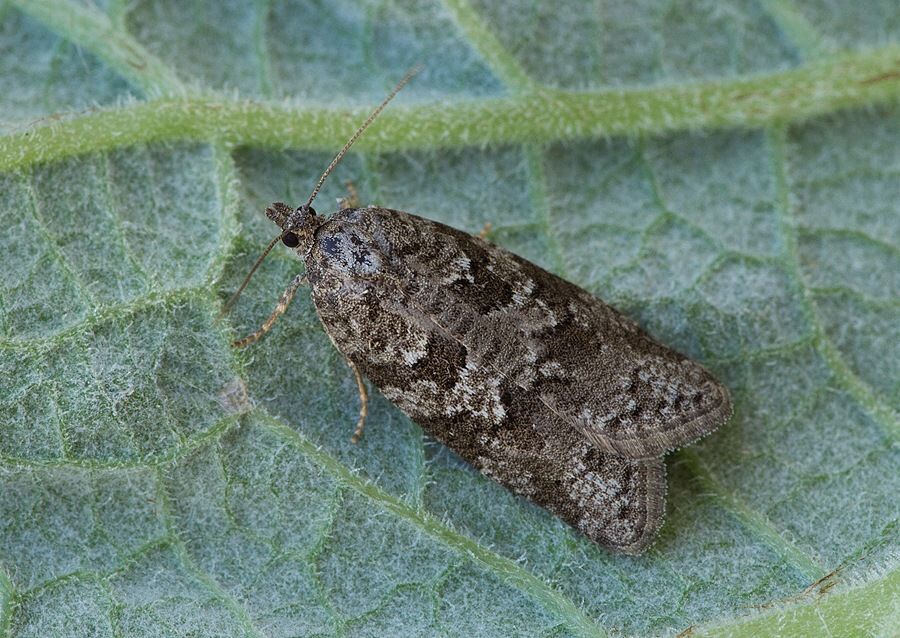 Cnephasia communana
