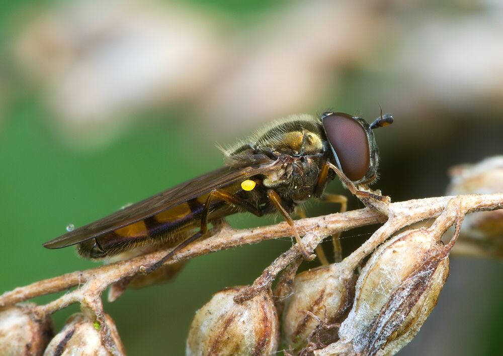 Platycheirus peltatus