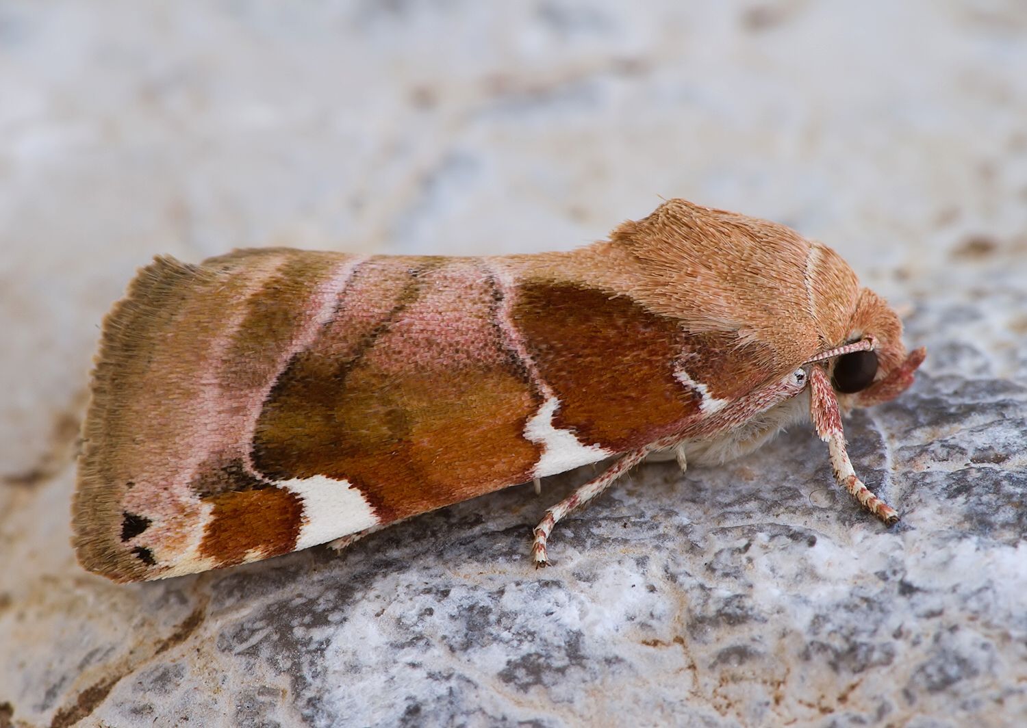 Cosmia diffinis
