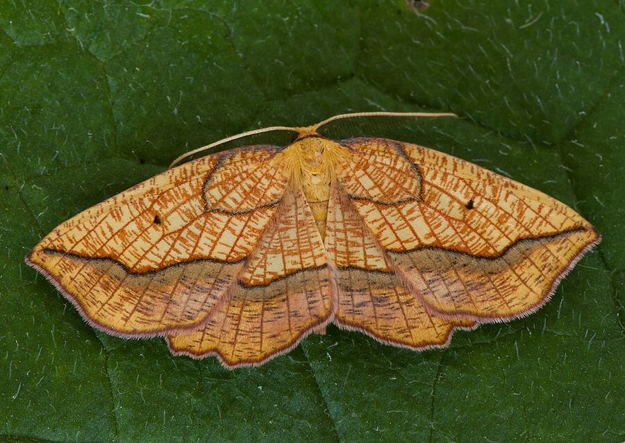 Epione repandaria