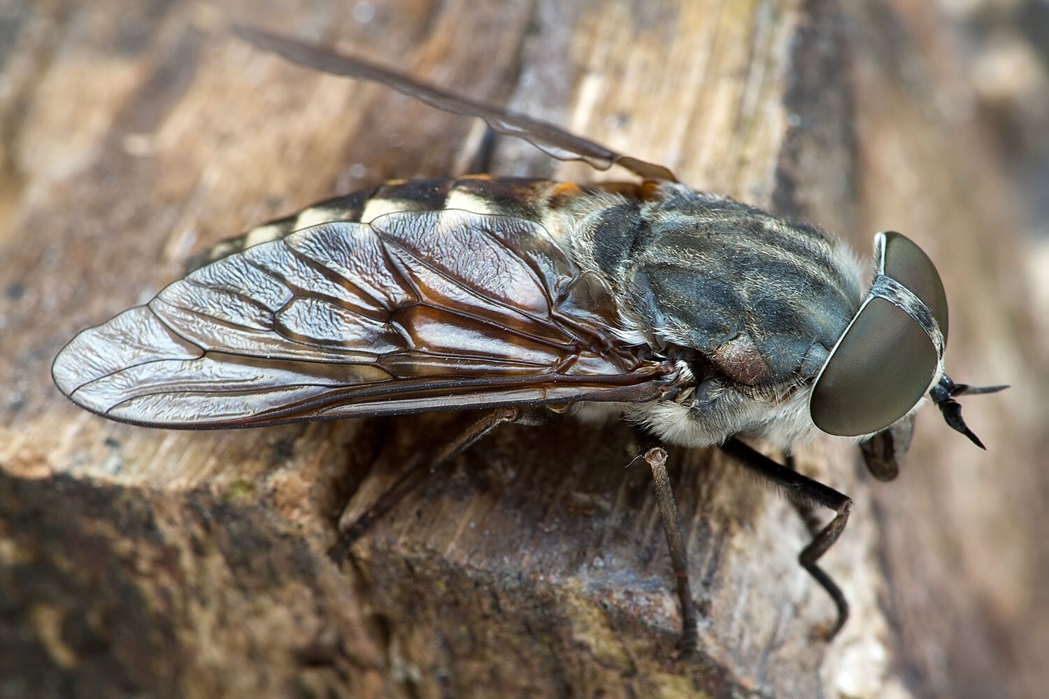 Tabanus sudeticus
