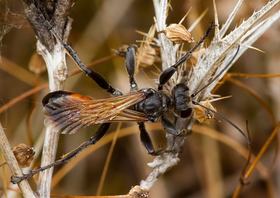 Prionyx kirbii