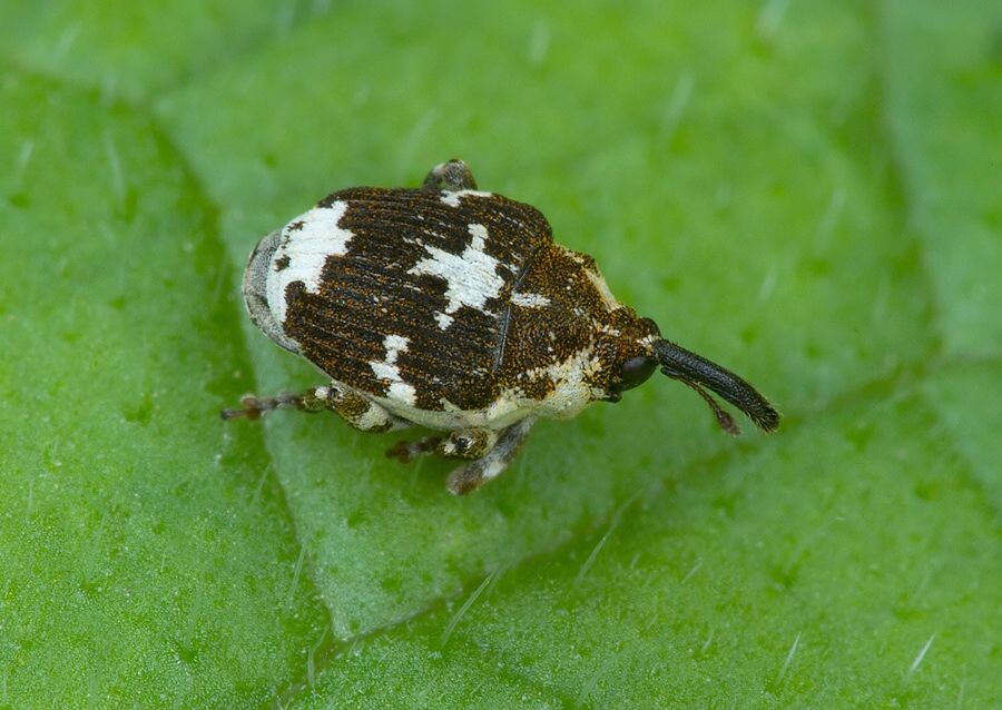 Mogulones larvatus