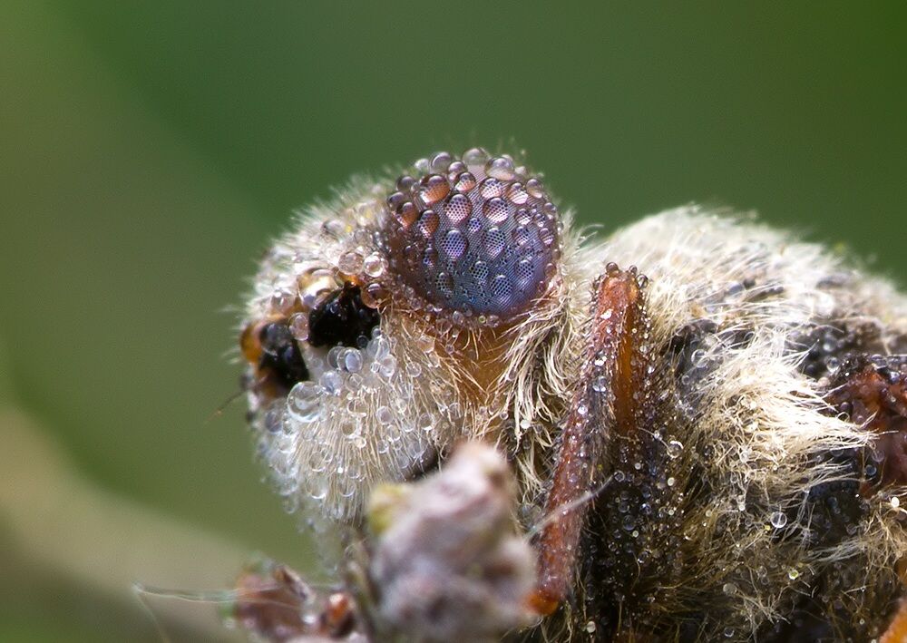 Hypoderma diana
