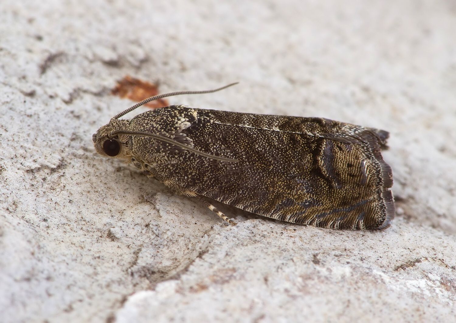 Cydia splendana