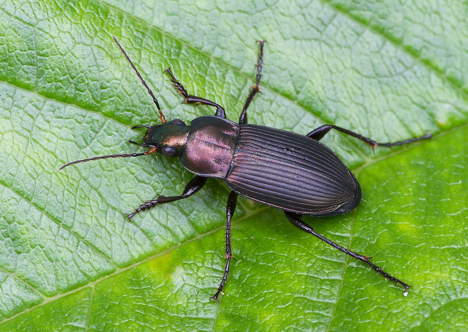 Poecilus cupreus