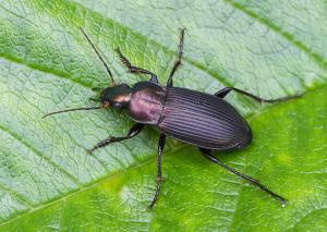 Poecilus cupreus