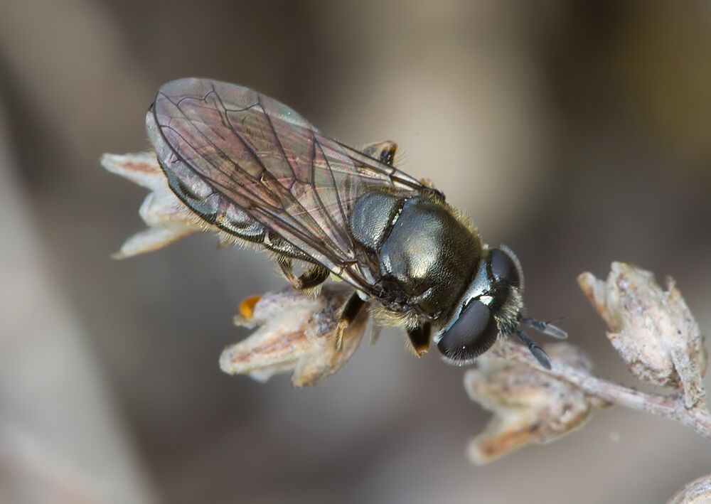 Pipizella viduata