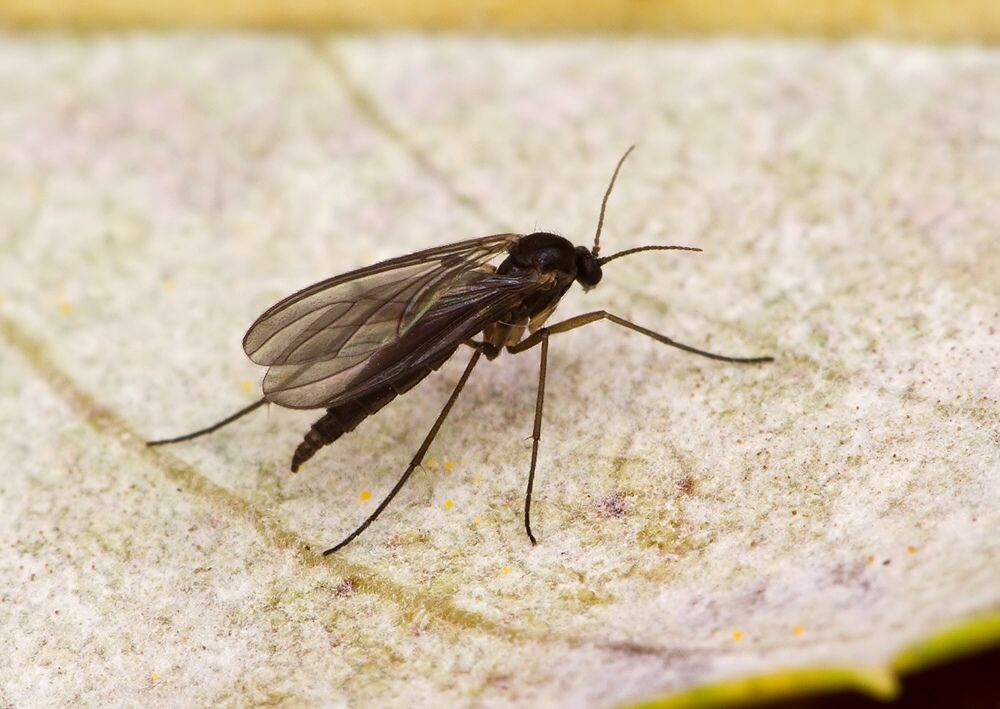 Bradysia pauperata
