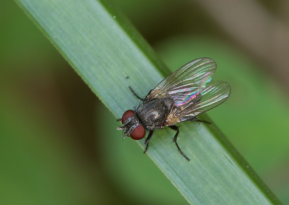Fannia serena