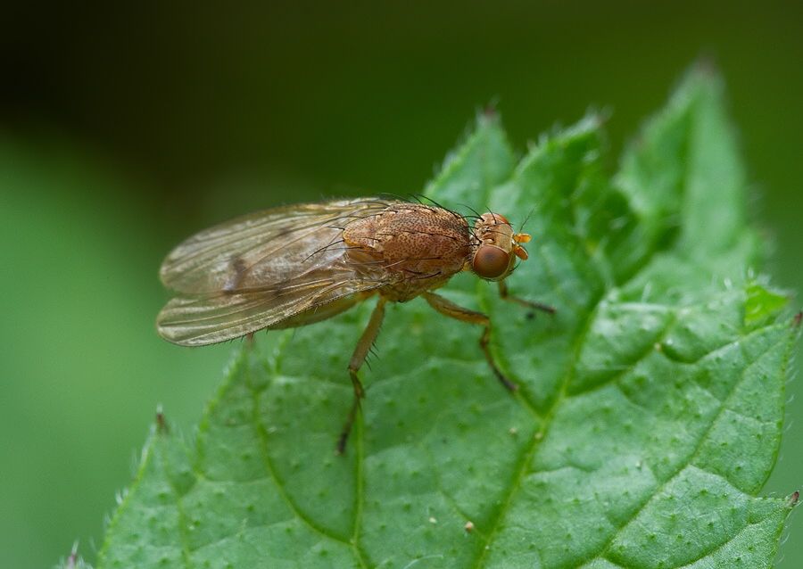 Suillia affinis