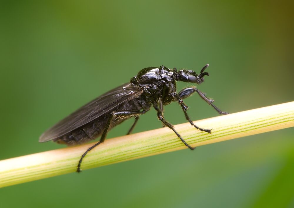 Dilophus femoratus