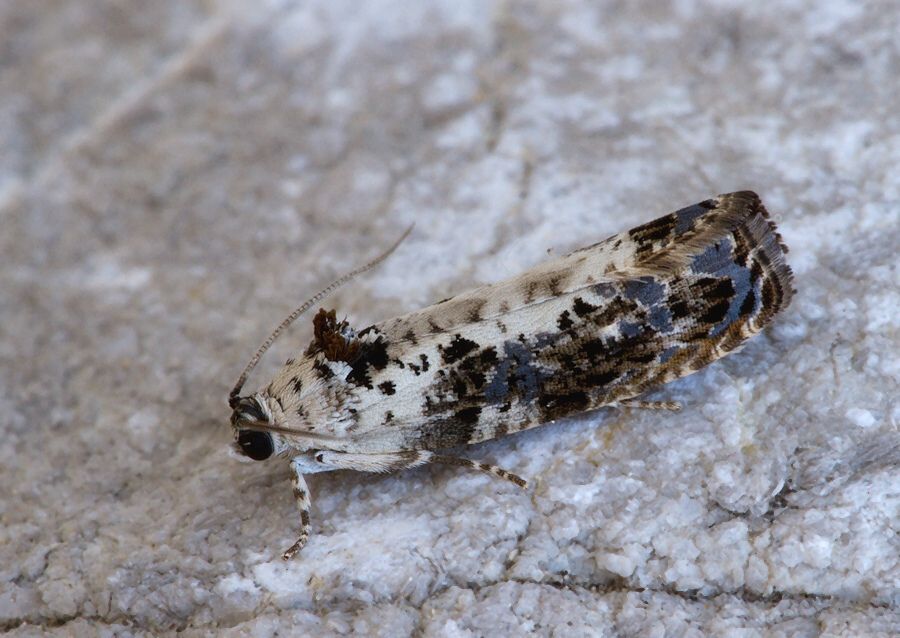 Hedya salicella