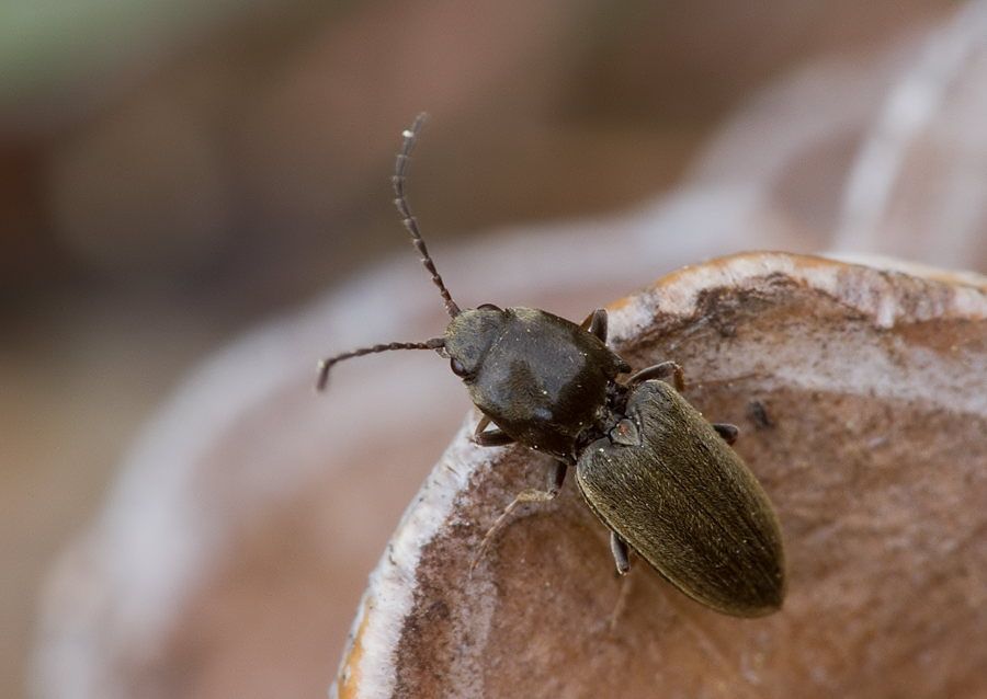 Dicronychus cinereus
