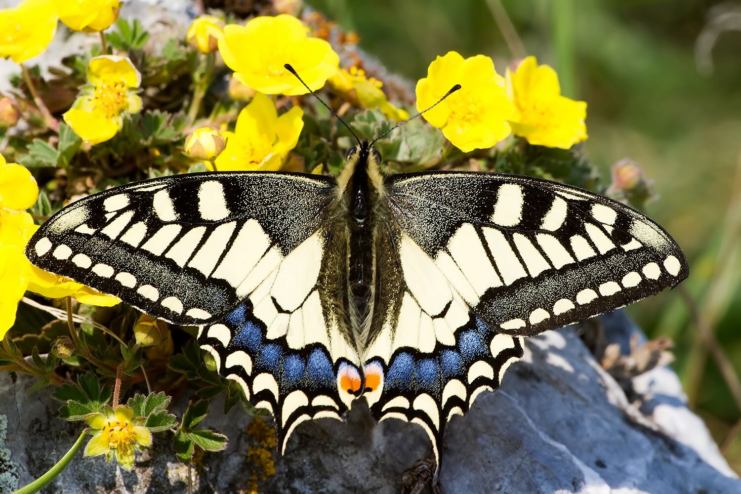 Papilio machaon