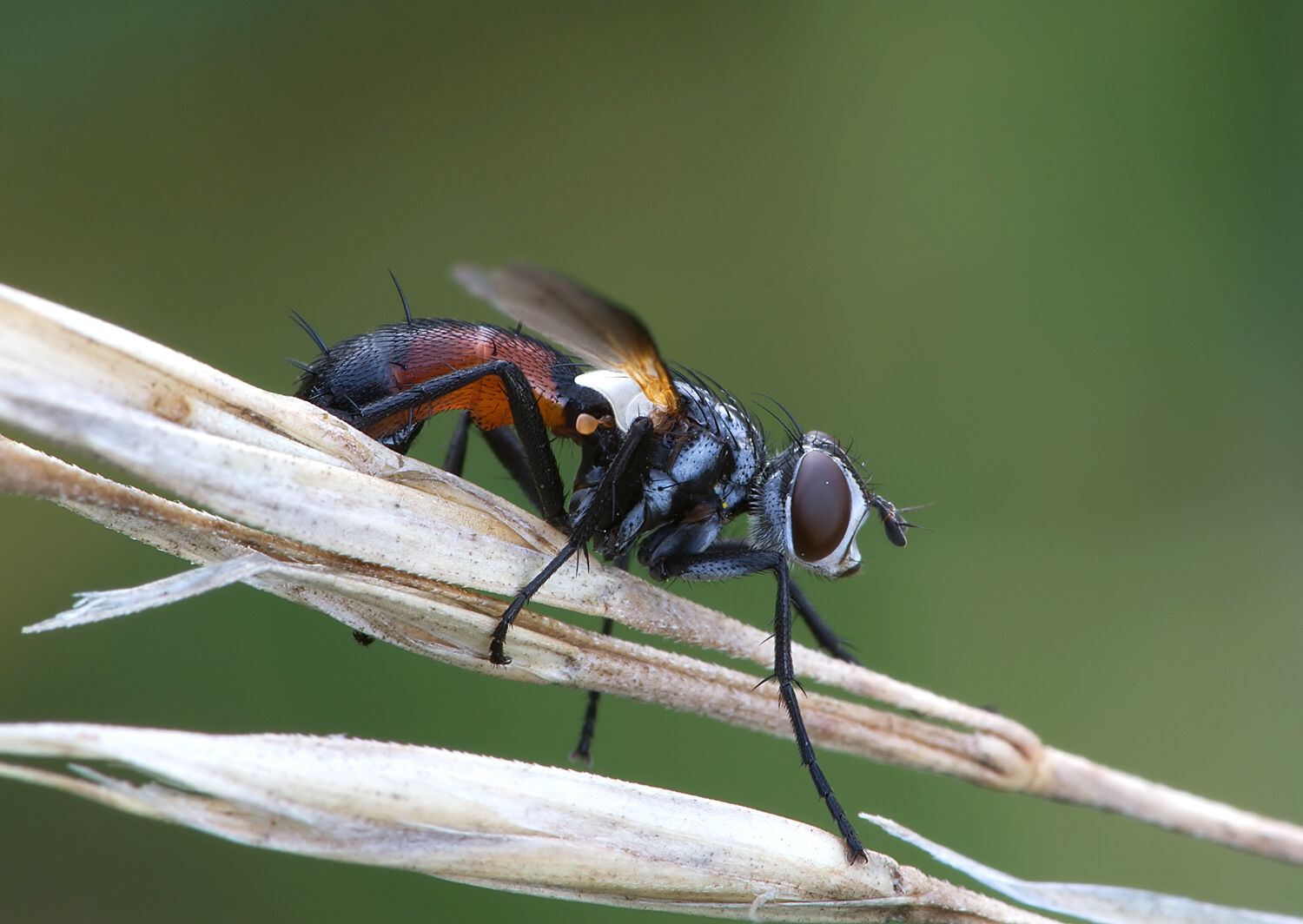 Cylindromyia auriceps