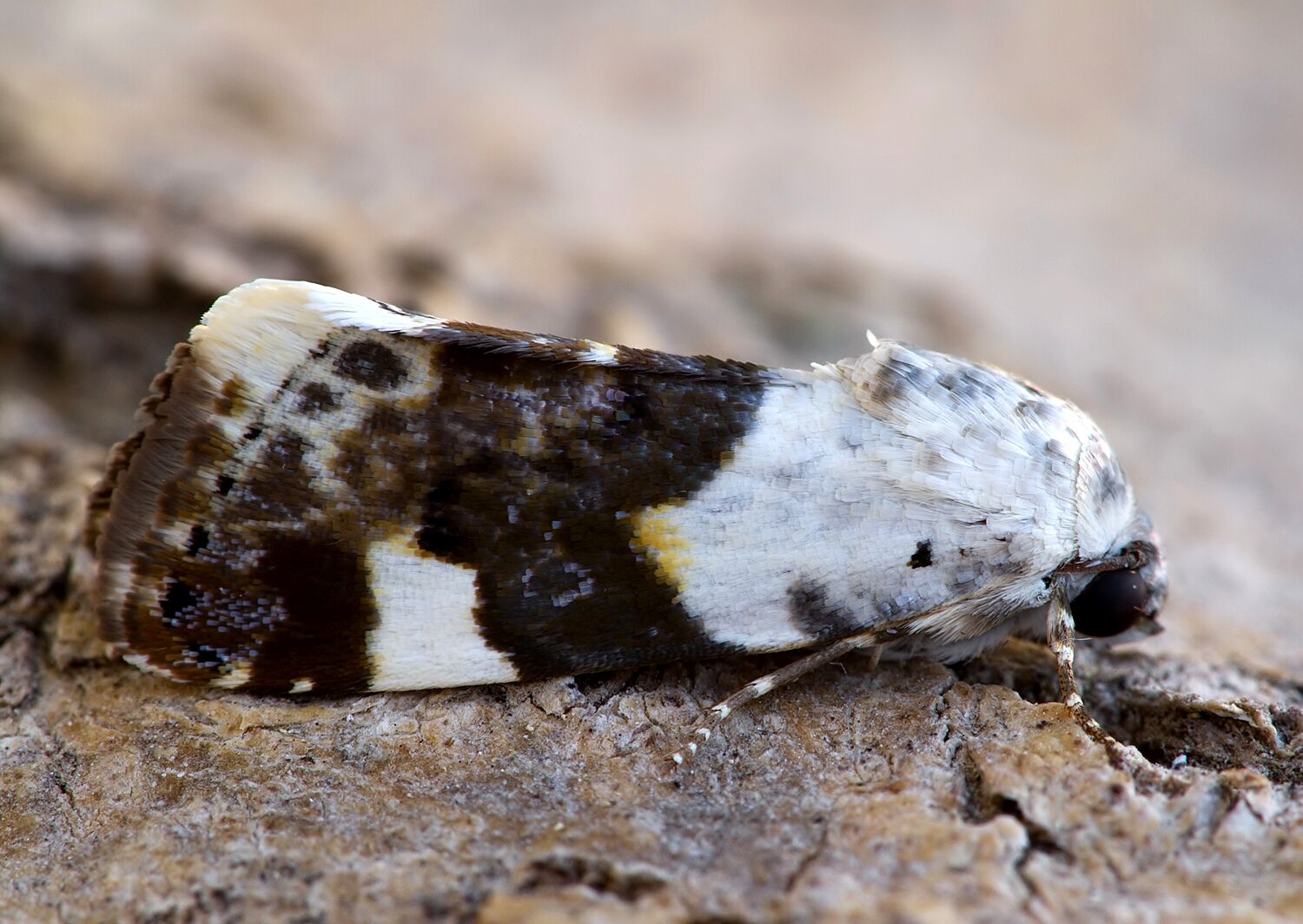 Acontia lucida